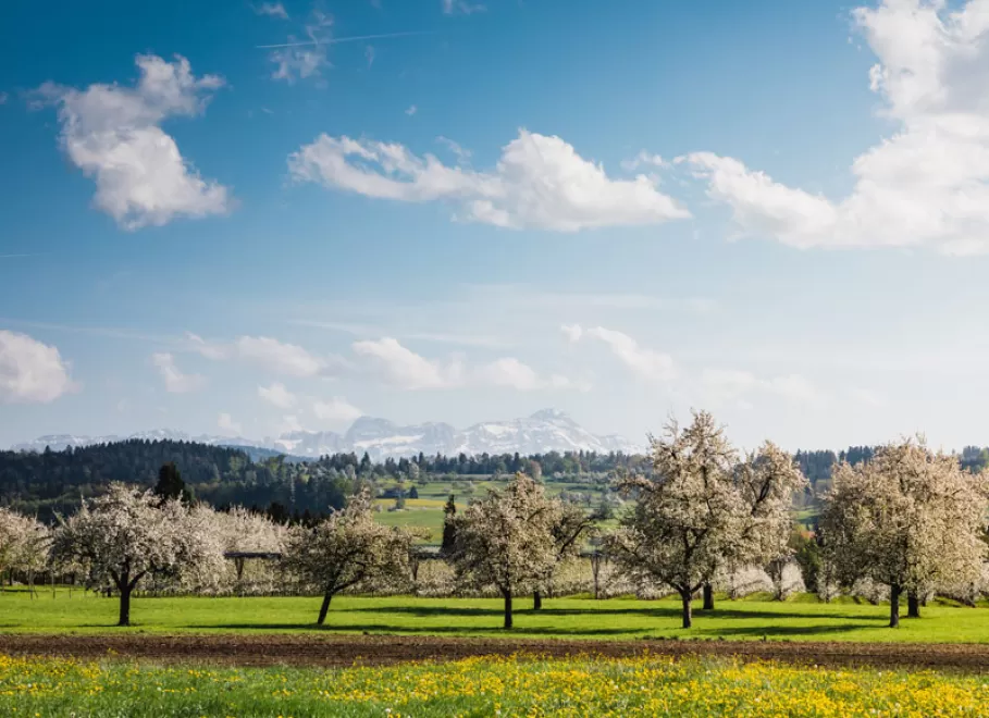 Wiese mit blühenden Obstbäumen, im Hintergrund erstreckt sich das Bergpanorama