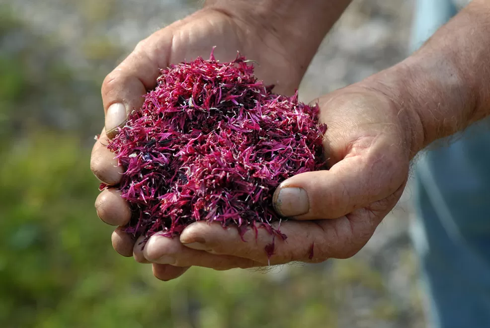 Swiss Alpine Herbs